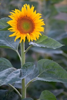 Single flower of a sunflower,
