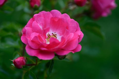 Flower of the rose 'Heidetraum', pink