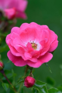 Flower of the rose 'Heidetraum', pink