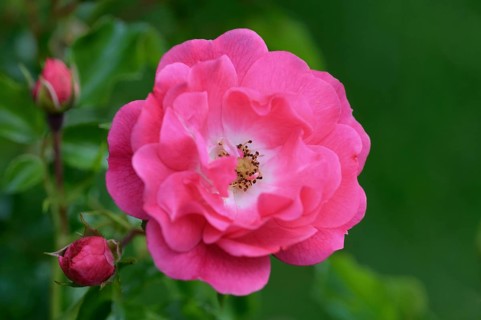 Flower of the rose 'Heidetraum', pink