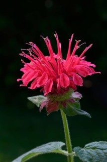 Flower of a golden balm, bee balm hybrid