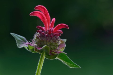 Flower of a golden balm, bee balm hybrid
