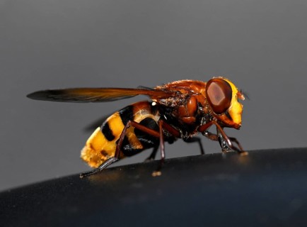 Hornet hoverfly, also hornet mimic hoverfly