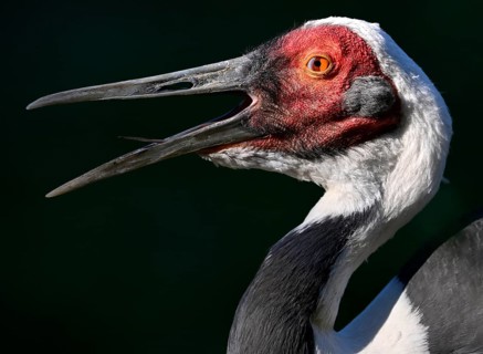 White-naped crane,
