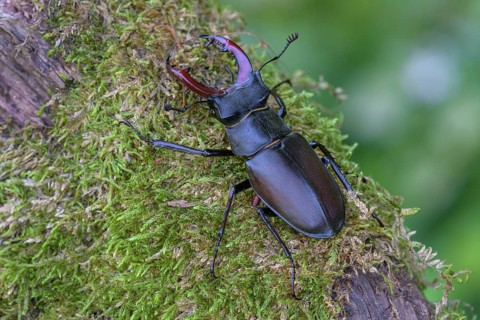 Stag beetle,