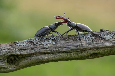 Stag beetle,