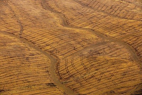 Striking stripes in a cornfield after harvest, near Asciano