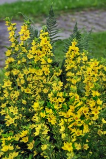 Yellow loosestrife,