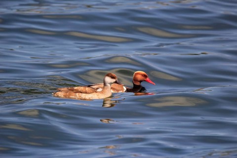Red-crested pochards,
