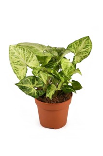 Tropical Syngonium Podophyllum Arrow houseplant in flower pot isolated on white background,