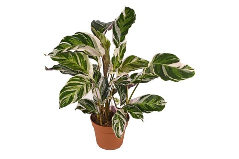 Exotic 'Calathea White Fusion' Prayer Plant houseplant in flower pot isolated on white background,