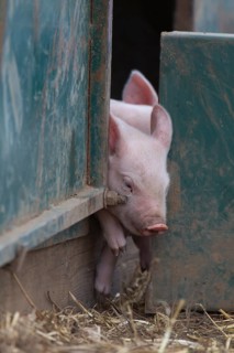 Pig,