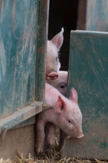 Pig,