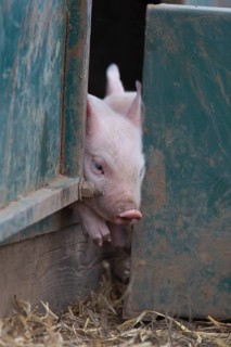 Pig,