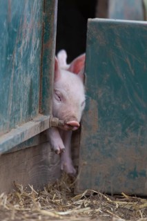 Pig,