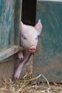Pig,