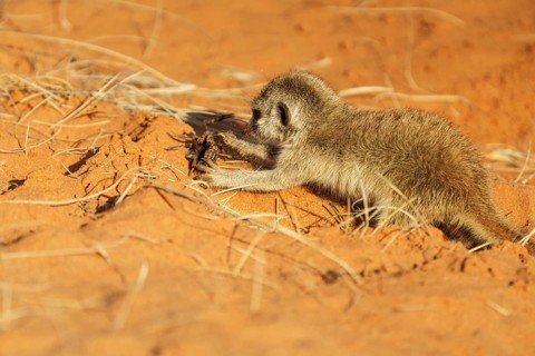 Baby Meerkat,