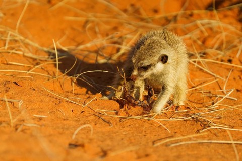 Baby Meerkat,