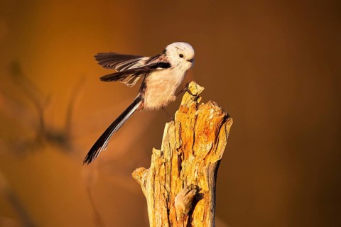 Long-tailed tit,