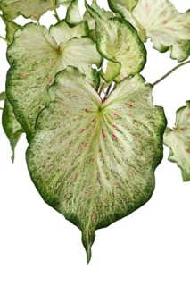 Leaf of topical 'Caladium Candyland' houseplant on white background,