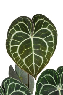 Beautiful leaf of tropical 'Anthurium Clarinervium' houseplant with lace pattern on white background,