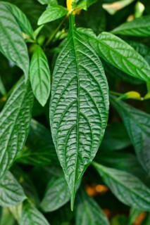 Leaf of tropical Golden shrimp plant. Botanic name 'Pachystachys Lutea',