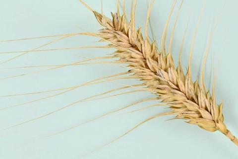 Single piece of ripe durum wheat grain,
