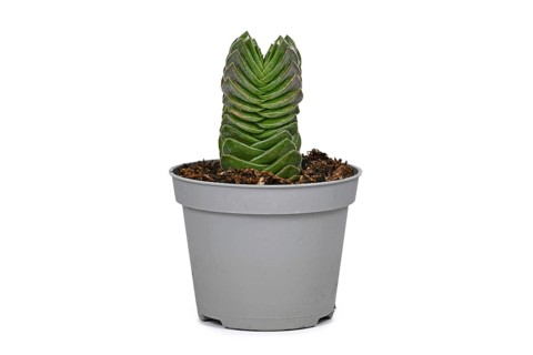 Small potted 'Crassula Buddha's Temple' succulent plant on white background,