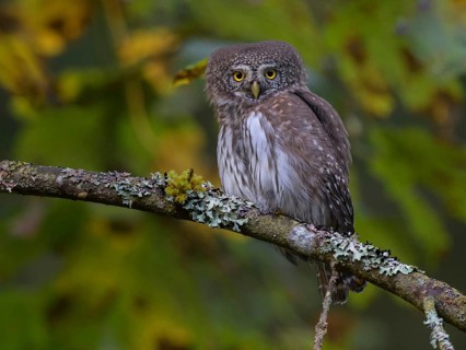 Pygmy Owl,