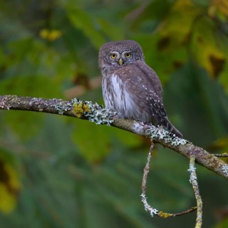 Pygmy Owl,
