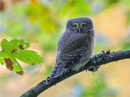 Pygmy Owl,