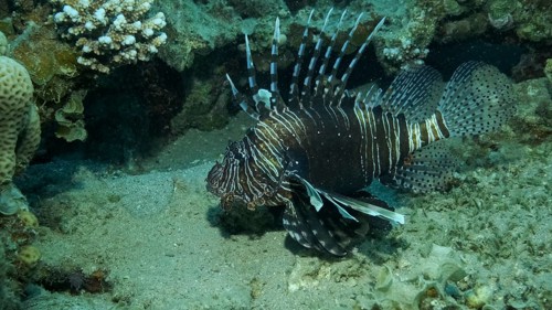 Common Lionfish or Red,