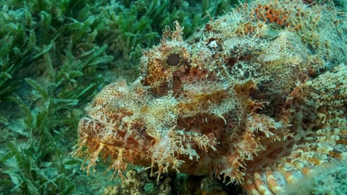 Scorpion fish lie on the reef. Bearded Scorpionfish,