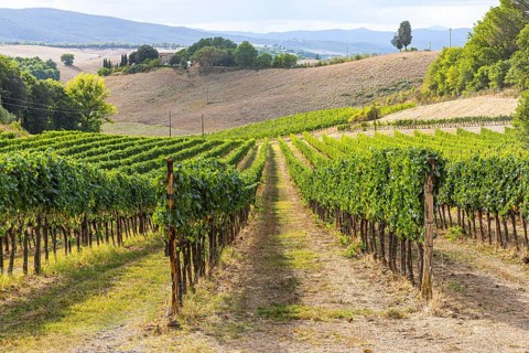 Vineyard, Altesino Winery