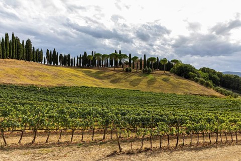 Altesino Winery, framed by cypresses