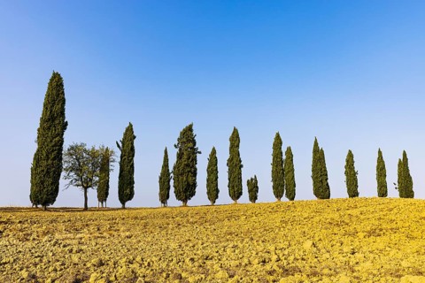 Ploughed field, above a row of cypresses