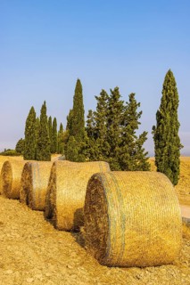 Straw rolls in front of cypresses,