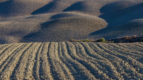 Hilly and ploughed field, near Asciano