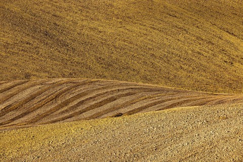 Field after harvest in hilly landscape, near Asciano
