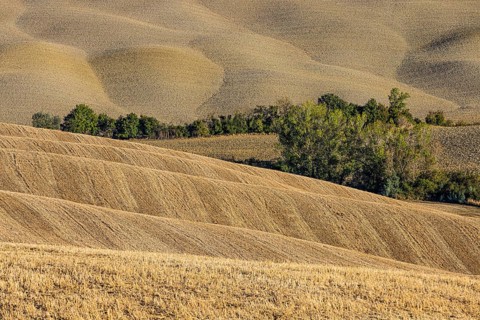 Hilly and ploughed field, near Asciano
