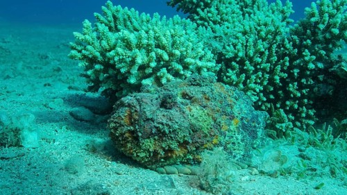 Close-up of the Stonefish lies on sandy bottom covered with green seagrass. Reef Stonefish,