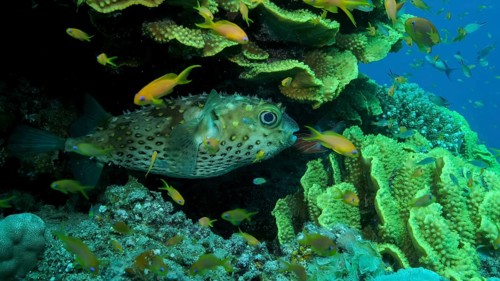 Porcupinefish is hiding under under Lettuce coral. Ajargo, Giant Porcupinefish or Spotted Porcupine Fish
