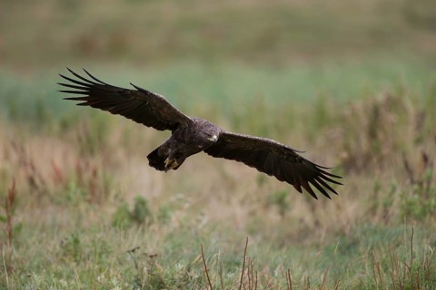 Lesser Spotted Eagle,