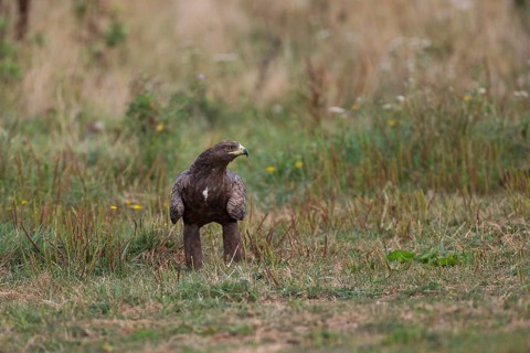 Lesser Spotted Eagle,