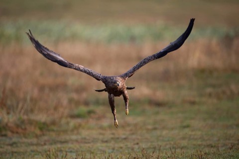 Lesser Spotted Eagle,