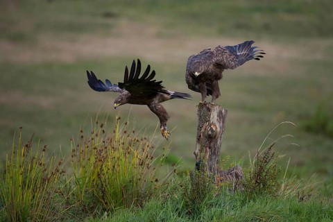 Lesser Spotted Eagle,