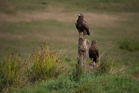 Lesser Spotted Eagle,