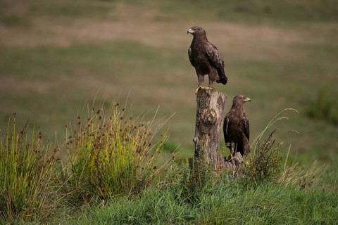 Lesser Spotted Eagle,