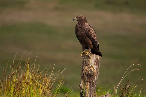 Lesser Spotted Eagle,