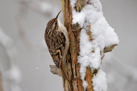 Short-toed treecreeper,